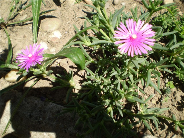 delosperma